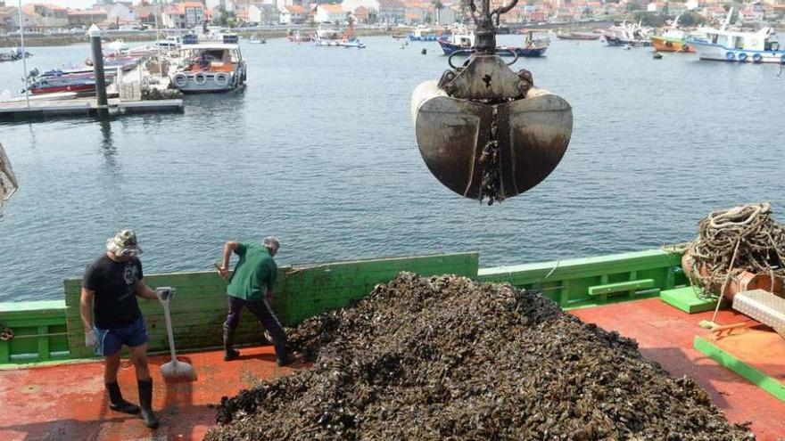 Descargas de mejillón para industria en el muelle de A Illa de Arousa. // Noé Parga