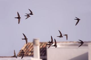 Un estudio desvela que las aves aportan felicidad al ser humano