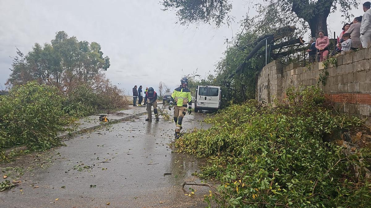 Los efectivos del parque de Bomberos de Badajoz retiran el árbol caído en el barrio del Gurugú.