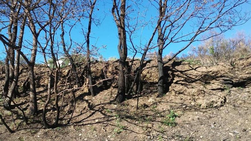 Zona del incendio de la Tebaida se han descubierto terrazas agrícolas medievales.