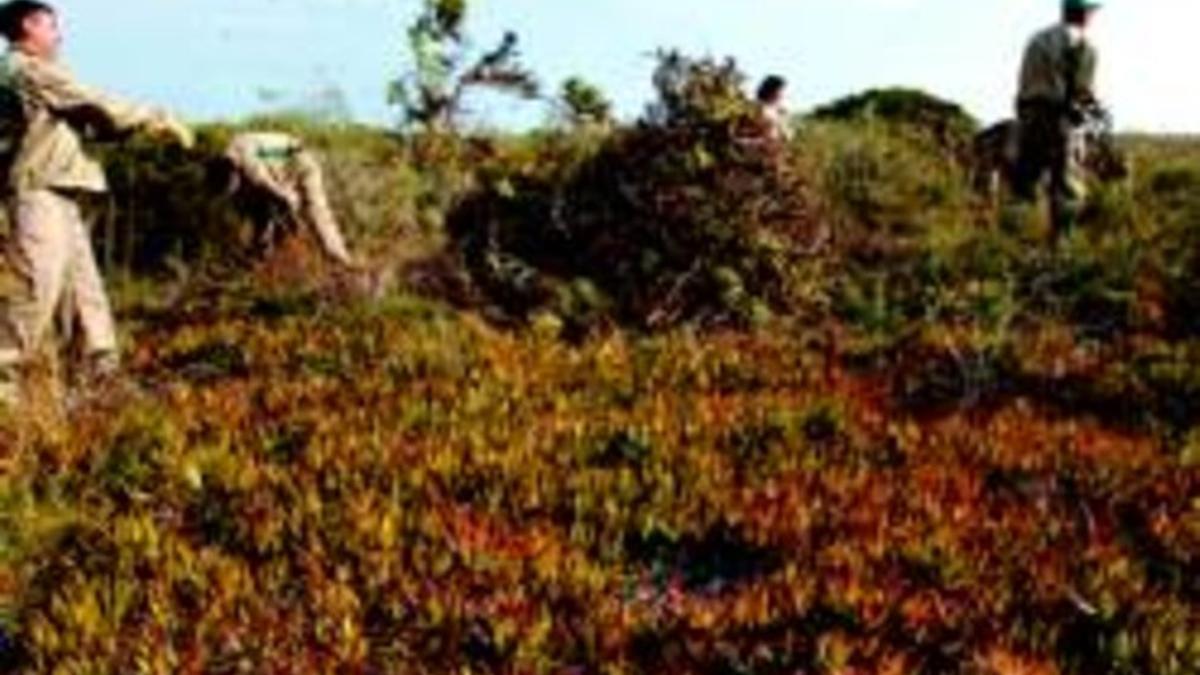 Trabajos de erradicación del Carpobrotus edulis en el delta del Ebro, en el año 2006.