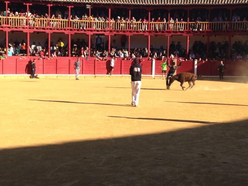 Toro de cajón y encierro urbano en Toro