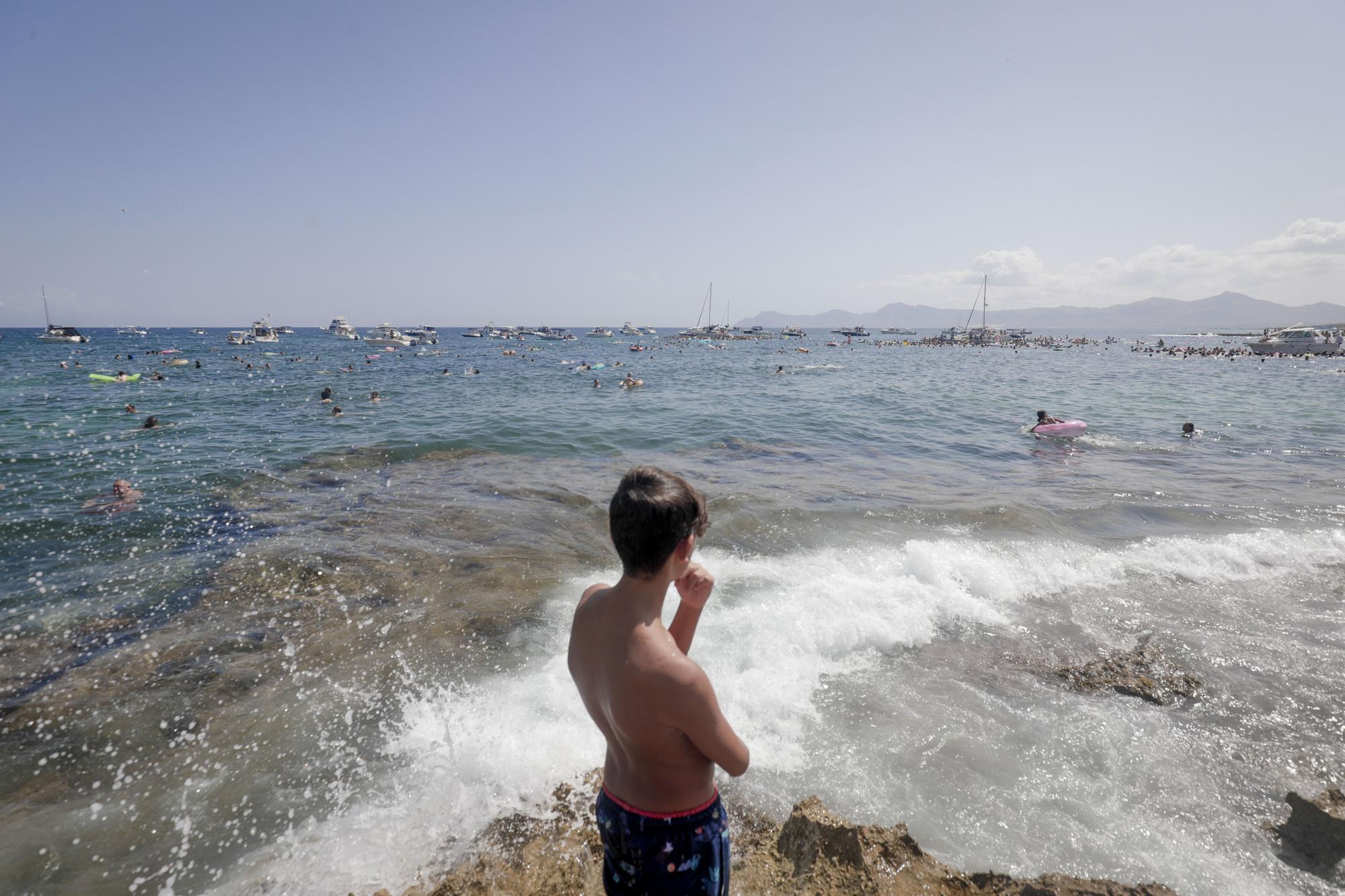 Al agua patos en Can Picafort