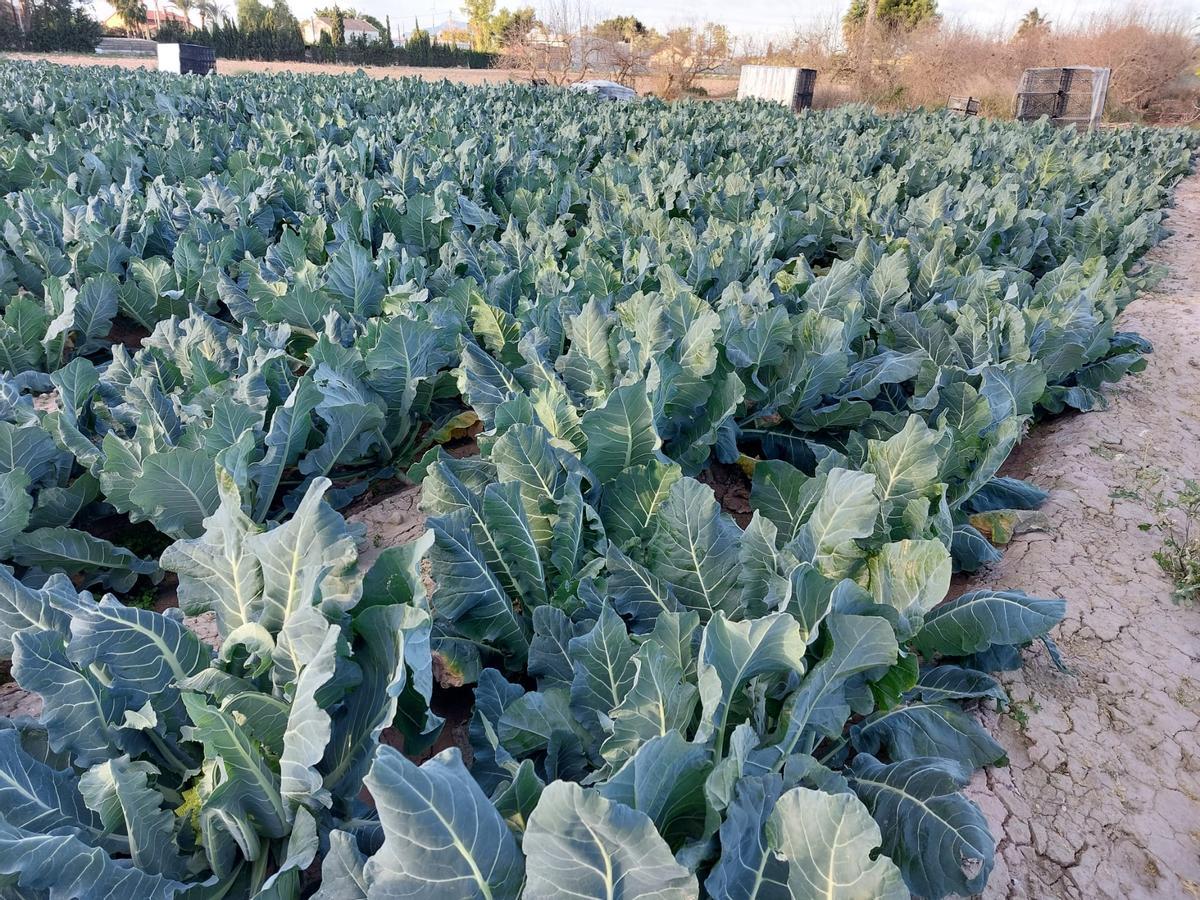 Un campo de hortalizas en Elche.