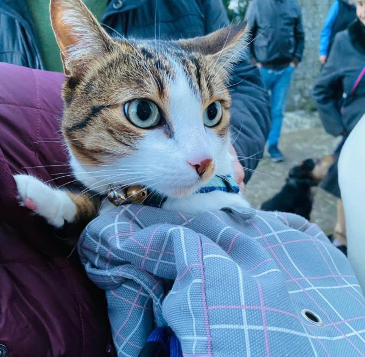 Bendiciones entre guaus y miaus