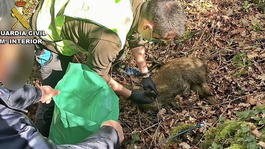 En el operativo se localizó un jabato de 15 kg muerto.   | // G.C.