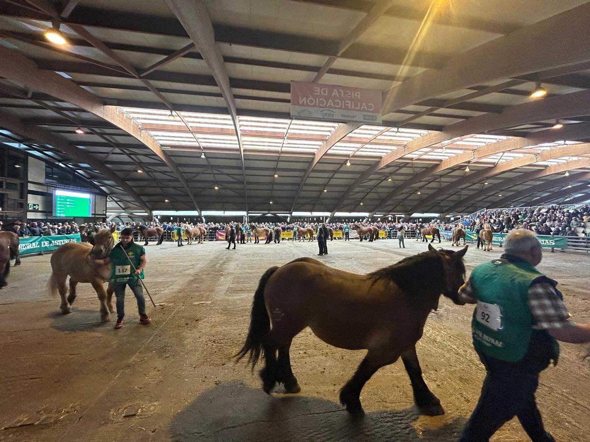 EN IMÁGENES: Concurso de Ganado Equino de la Montaña Asturiana en Pola de Siero EN IMÁGENES: Concurso de Ganado Equino de la Montaña Asturiana en Pola de Siero