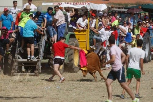 Suelta de vaquillas en las fiestas de La Visitación en Fuentesaúco