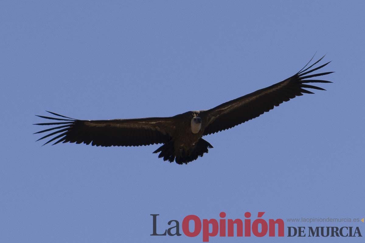 Suelta de dos buitres leonados en la Sierra de Mojantes en Caravaca