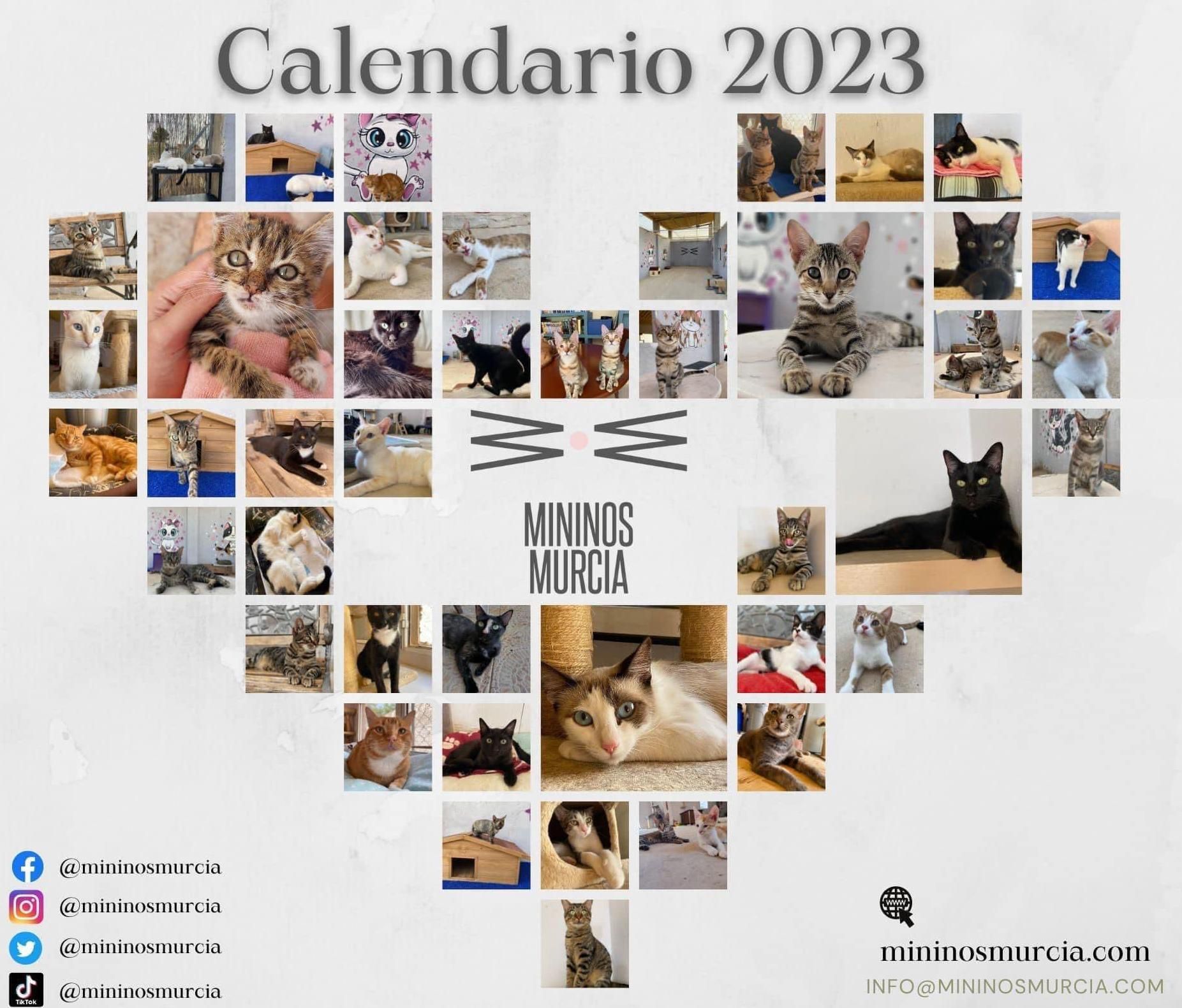 Portada del Calendario de Mininos Murcia