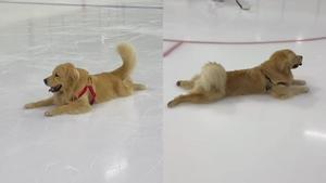 Un Golden Retriever, disfrutando de la pista de hielo