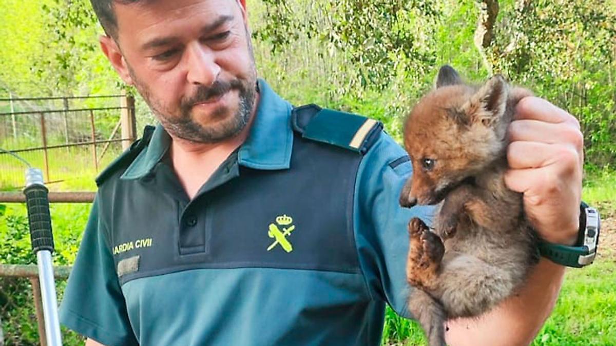 Vídeo | La Guardia Civil rescata a dos cachorros de zorro atrapados en un paso canadiense en Constantina