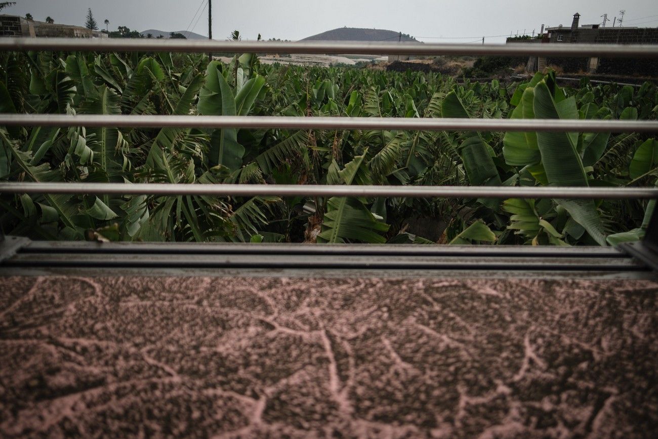 Agricultores recogen los plátanos de sus fincas llenas de ceniza del volcán en erupción en La Palma