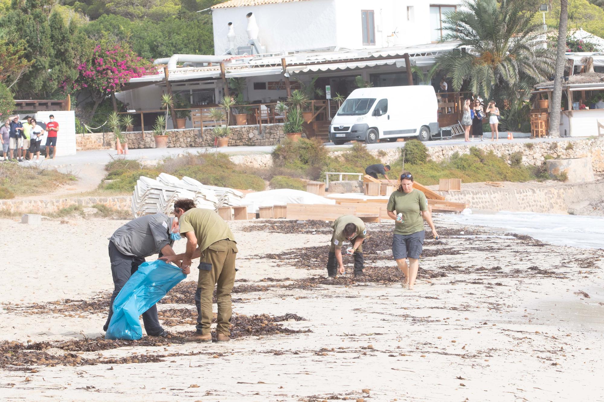 Ponen en libertad a las primeras tortugas nacidas en una playa de Ibiza