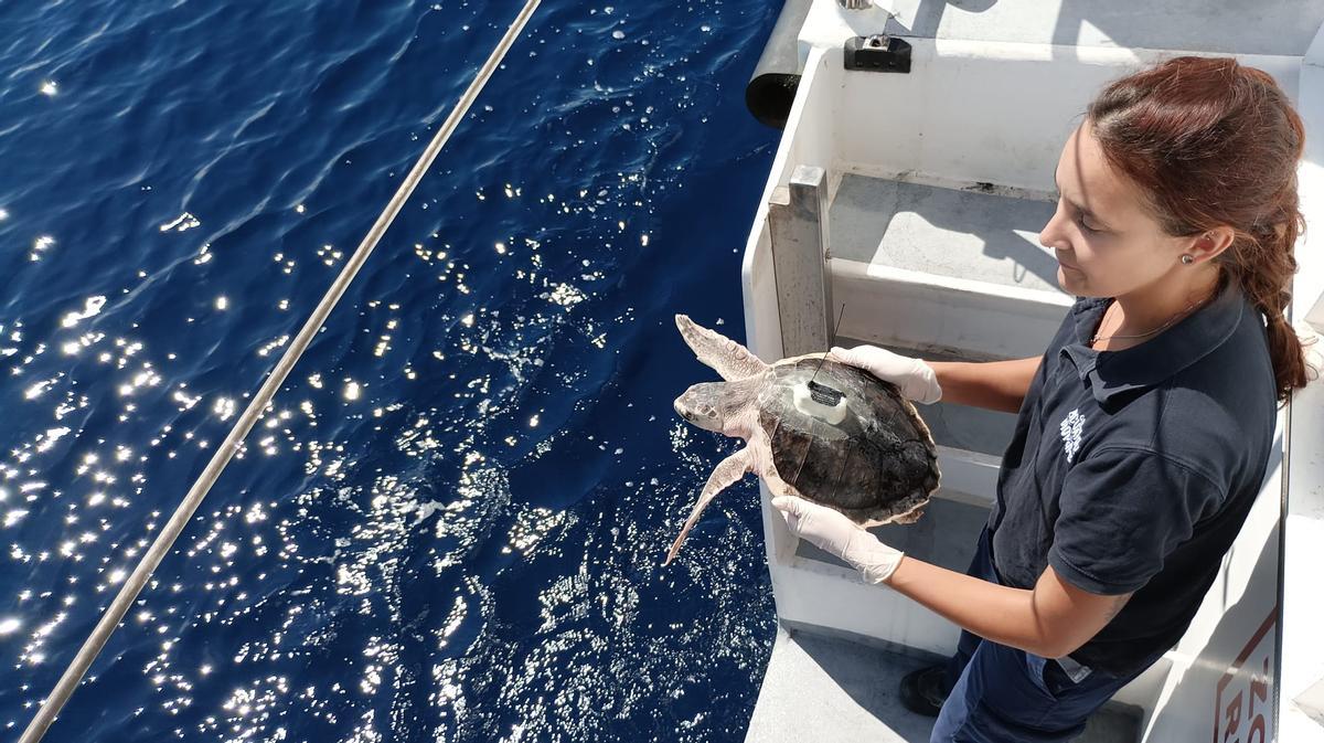 Suelta de la tortuga lora en mar abierto