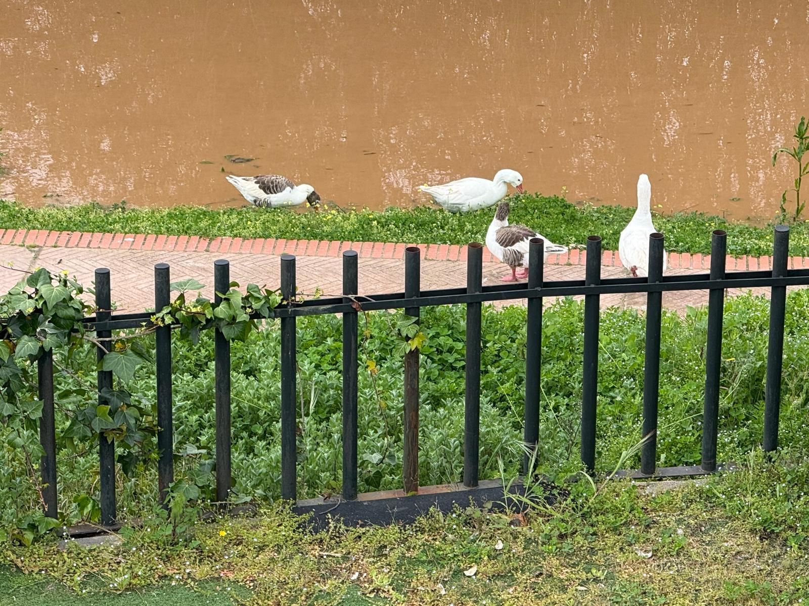 Así de crecido pasa el caudal del río Guadiana por Mérida
