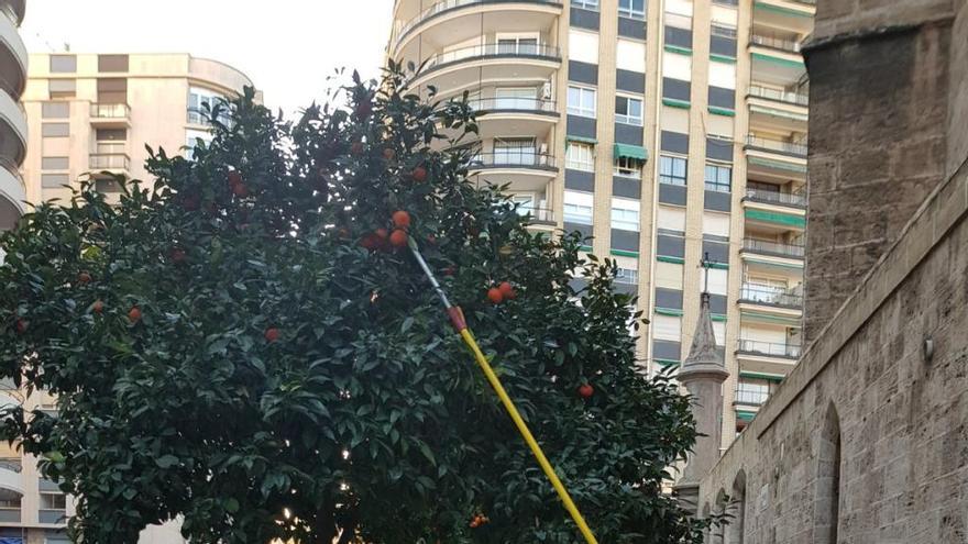 El ayuntamiento asegura que ha recogido el 95 % de las naranjas amargas