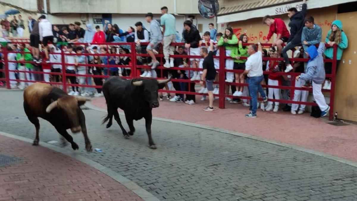 Novillos, vacas, vaquillas y mucha lluvia