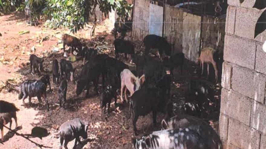 Varios de los animales desnutridos en una granja de cerdos de La Gomera.