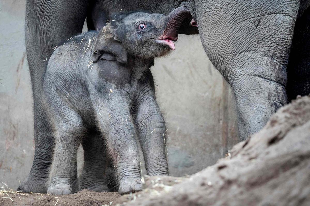 Una cría de elefante recién nacida pasea el zoo de Copenhague