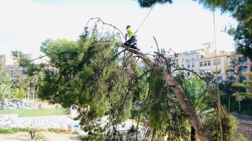 Elche retira los pinos de la ladera con riesgo de caída