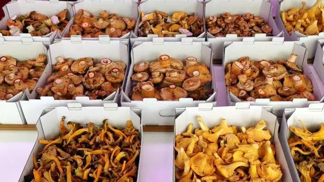 La temporada de bolets arranca este año con retraso por las altas temperaturas y la falta de lluvias