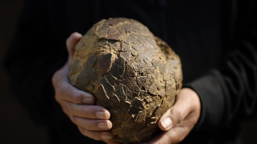 Encuentran huevos de dinosaurio en Francia que revelan una conexión con la Patagonia argentina
