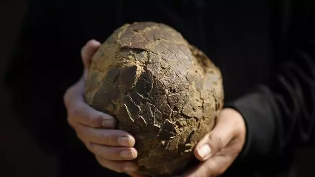 Encuentran huevos de dinosaurio en Francia que revelan una conexión con la Patagonia argentina