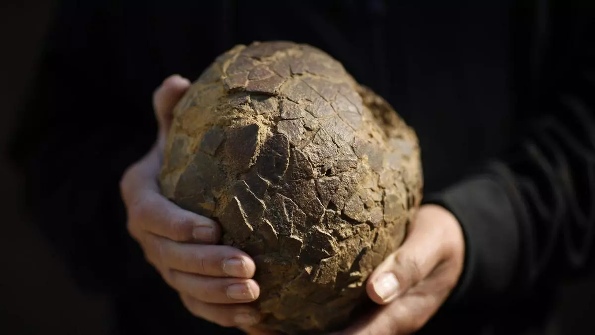 Encuentran huevos de dinosaurio en Francia que revelan una conexión con la Patagonia argentina