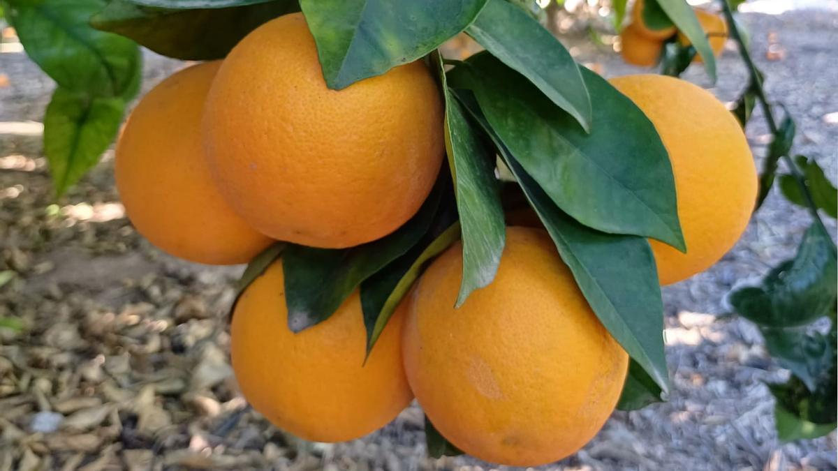 Cultivo de naranjas en la provincia de Alicante.