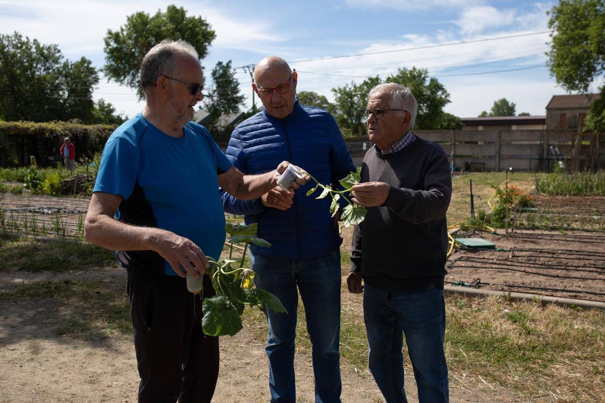 GALERÍA | Huertos municipales en Zamora: Creando comunidad entre tomates y cebollas