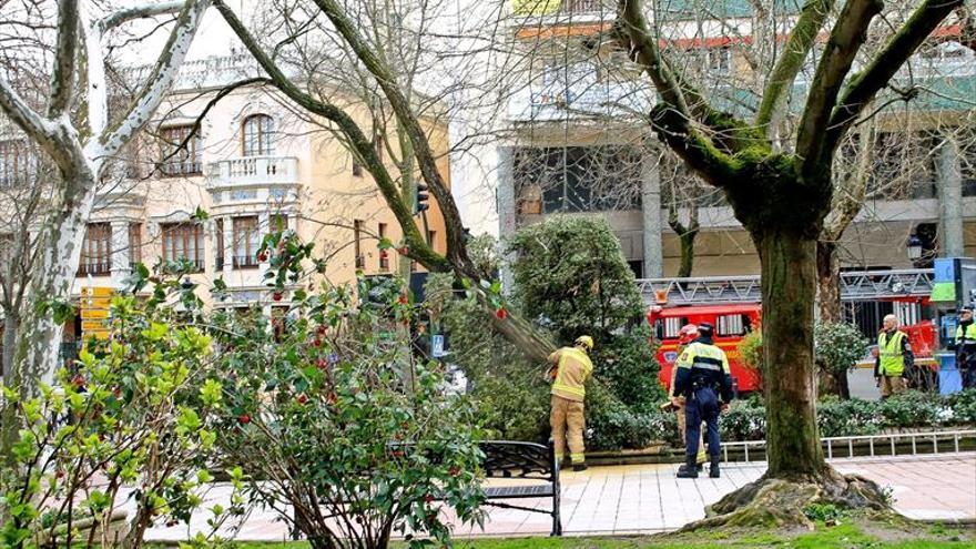 Un árbol genera alarma en cánovas