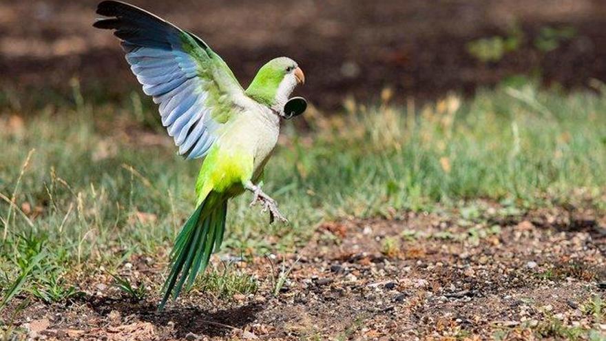 Cotorras, mapaches...: éstas son las especies invasoras que amenazan Madrid