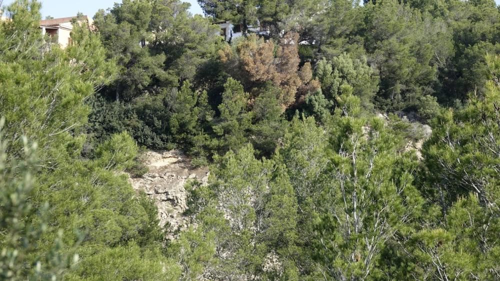 Un pino pone en peligro la seguridad de la autopista Palma-Andratx