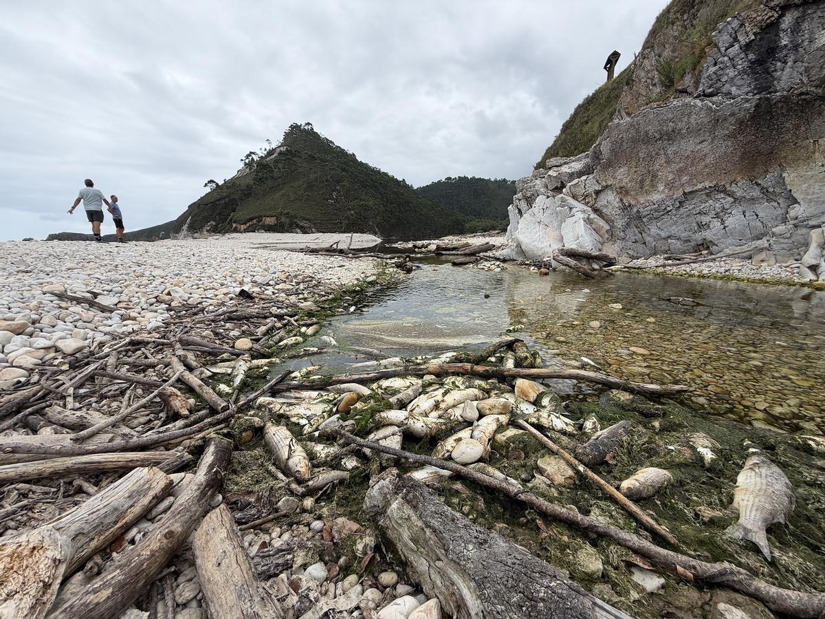 Peces muertos en la playa de San Antolín, en Naves de Llanes.