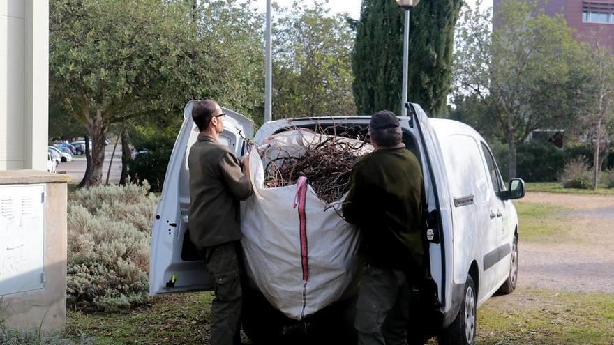 Operarios de la Universitat retirando del campus ejemplares de romero afectado por la bacteria.