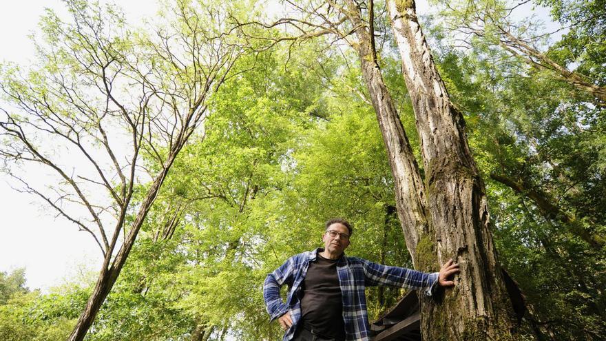 El Areal de Berres, “en pie de guerra” contra Medio Ambiente por una tala de falsas acacias