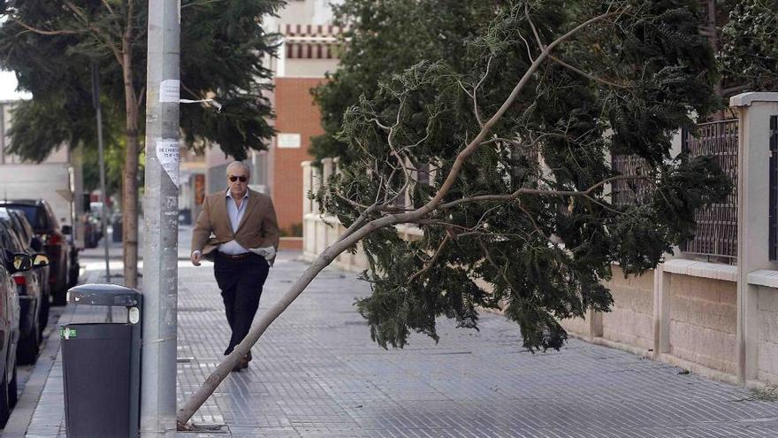 Árbol derribado por el viento en la capital.