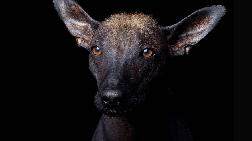 El camino del perro: así conquistó este querido animal el continente americano