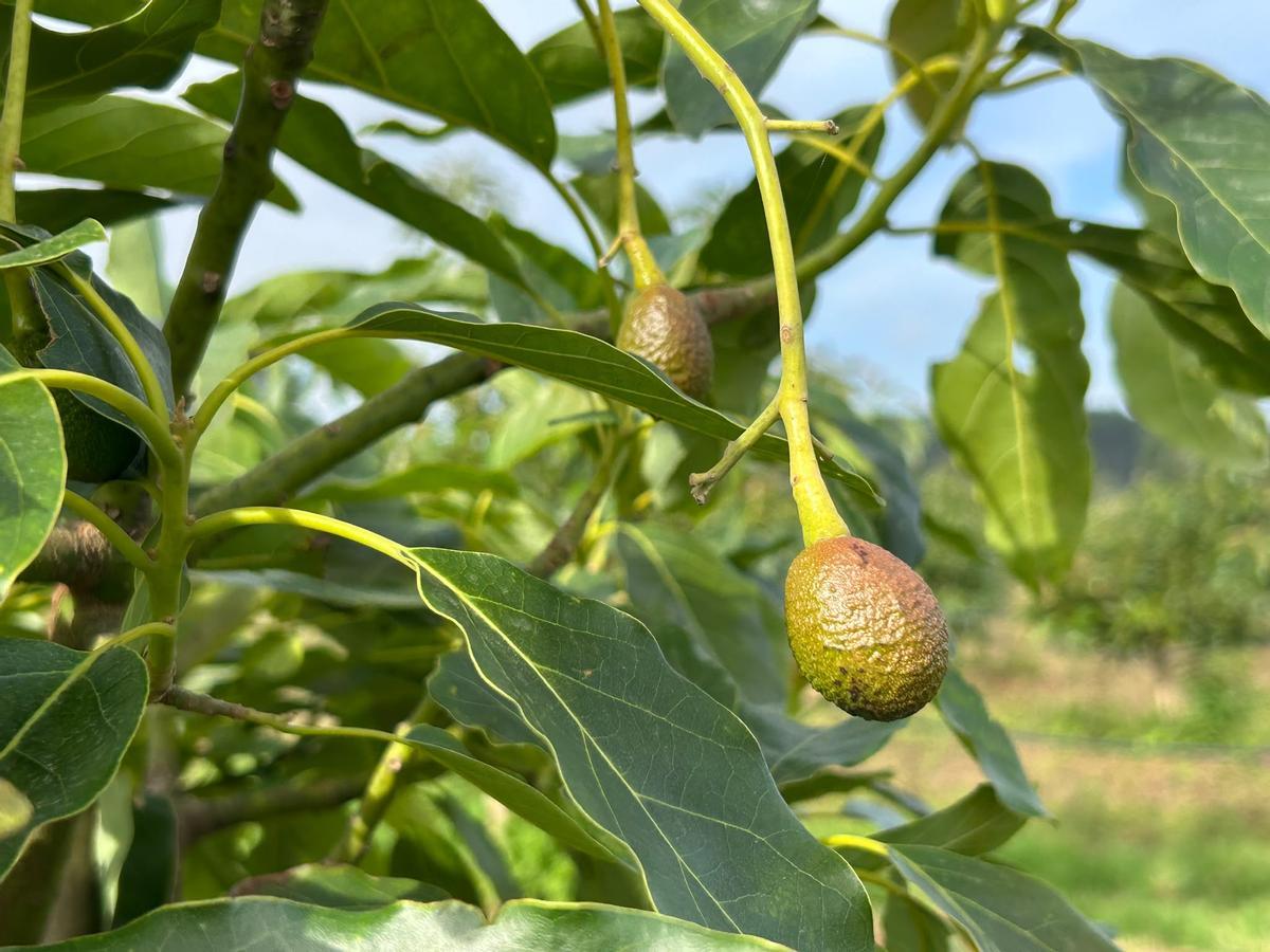 Aguacates creciendo en la plantación castrillonense.