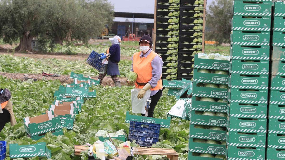 Una guía para el campo establece protocolos para evitar contagios