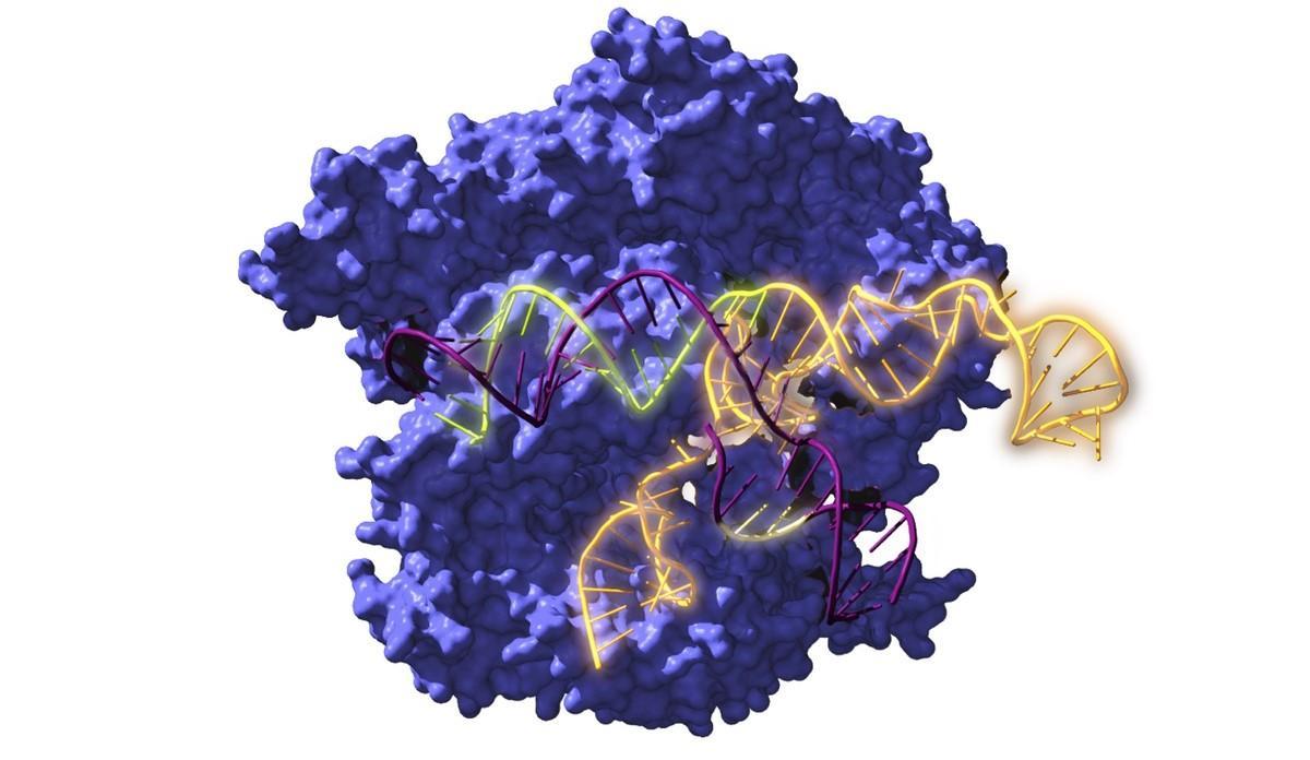 Imagen de Cas9, una enzima endonucleasa asociada con el sistema CRISPR, actuando sobre el ADN objetivo