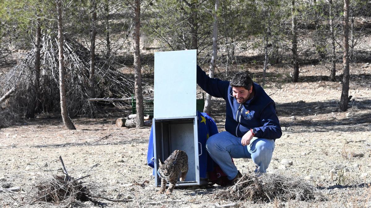 El presidente regional, durante la suelta del lince.