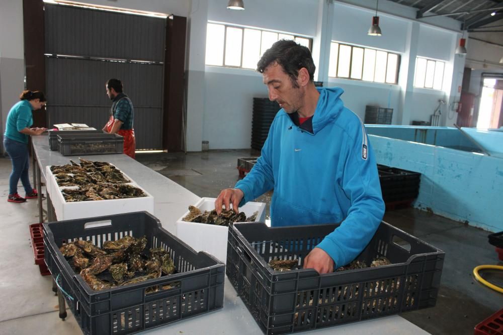 Castropol prepara sus ostras para el festival