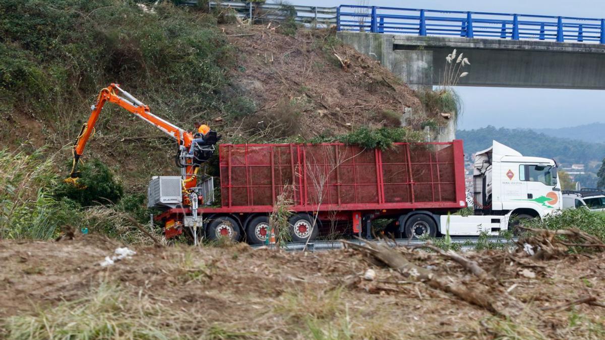 La tala de eucaliptos frondosos en el talud del acceso fue una de las labores más delicadas de la limpieza en el macroenlace. |   // IÑAKI ABELLA