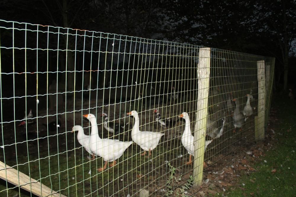 Animales desorientados en el Parque de la Vida de Valdés