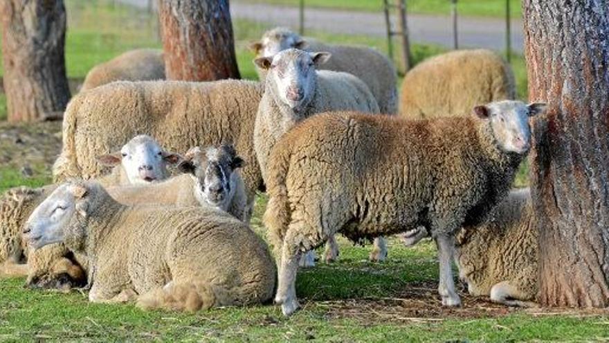 Grasende Schafe auf Mallorca