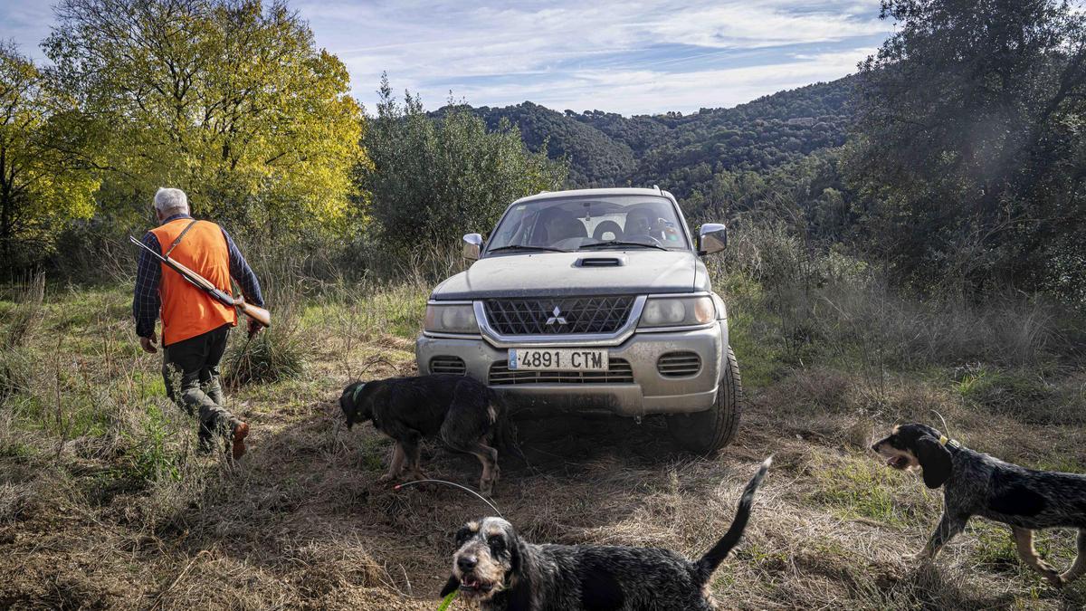 Batida de caza de jabalí en un coto privado del Gironès.