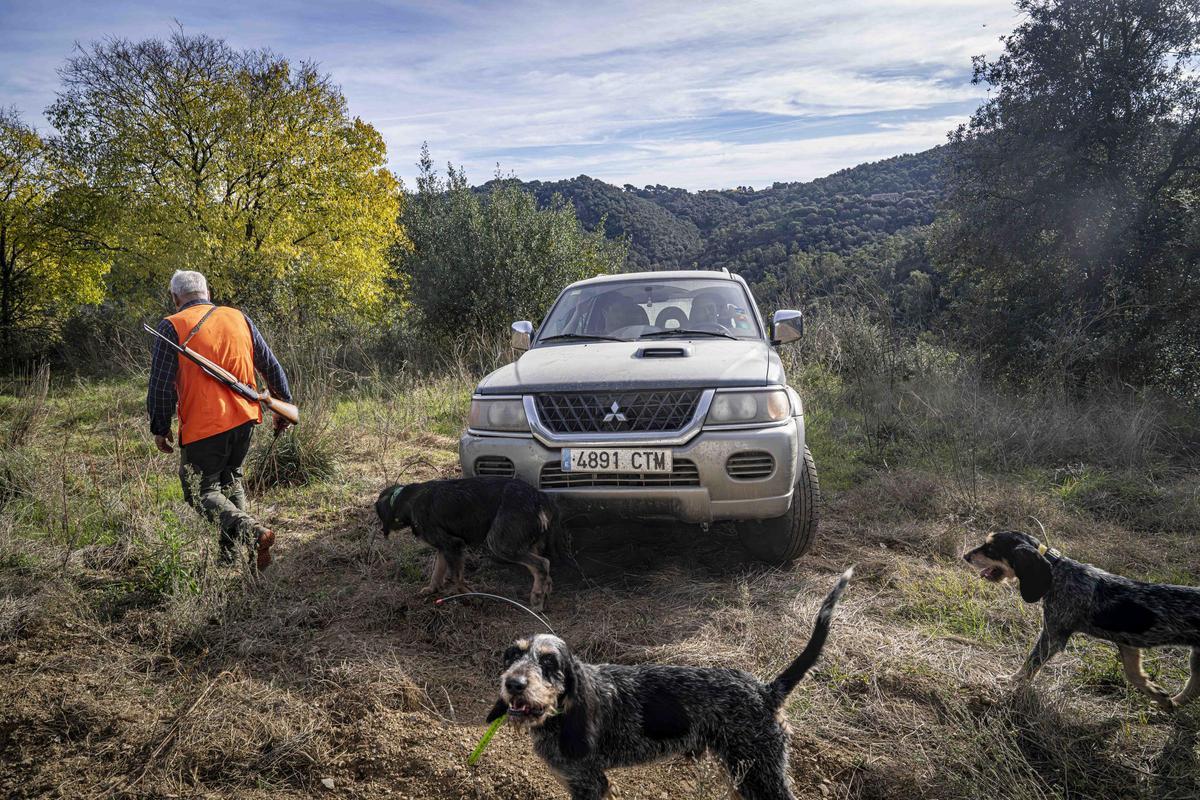 Batida de caza de jabalí en un coto privado del Gironès.