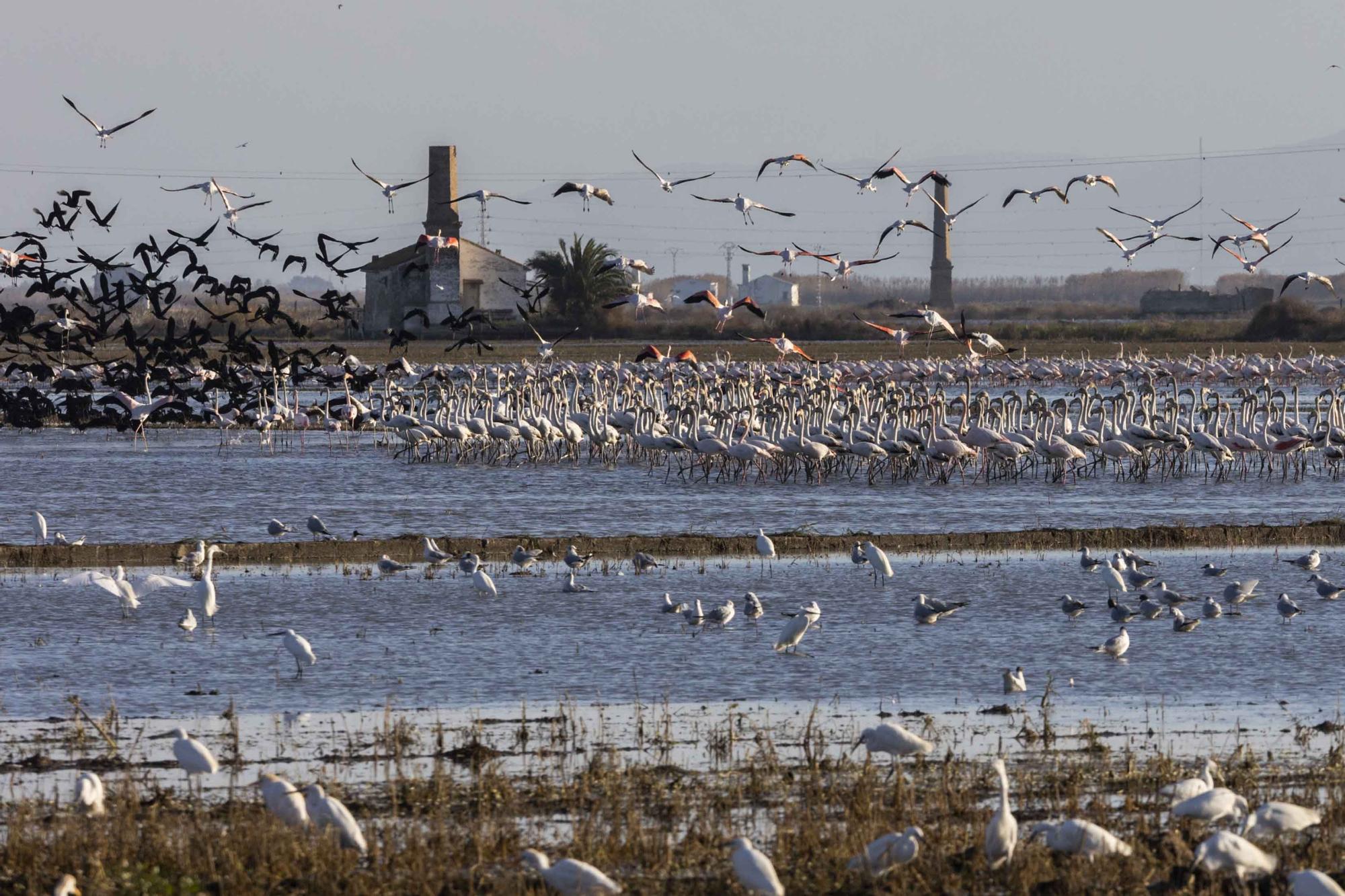 Flamencos, "moritos" y otras aves hibernan en l'Albufera